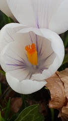 Crocus vernus