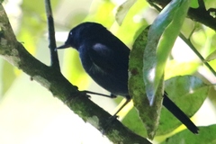 Diglossa albilatera