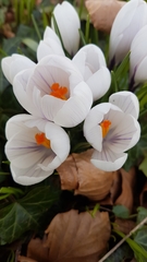 Crocus vernus