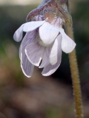 Pinguicula caerulea