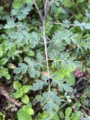 Corydalis racemosa
