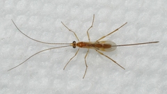 Macrocentrinae