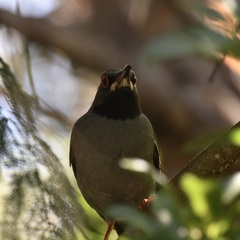 Turdus plumbeus plumbeus