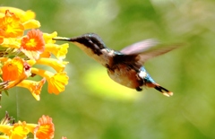 Chaetocercus astreans