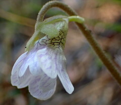 Pinguicula caerulea