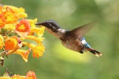 Chaetocercus astreans