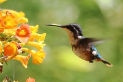 Chaetocercus astreans