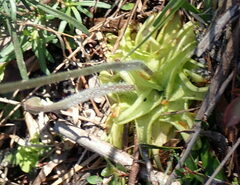 Pinguicula caerulea