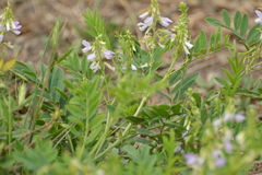 Galega officinalis