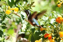 Chaetocercus astreans