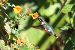 Chaetocercus astreans