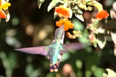 Chaetocercus astreans