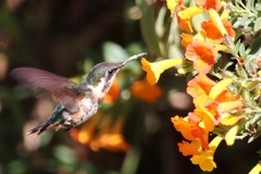 Chaetocercus astreans