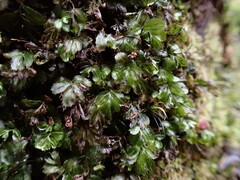 Hymenophyllum minimum