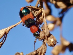 Dicranolaius bellulus