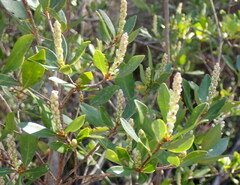 Cliftonia monophylla