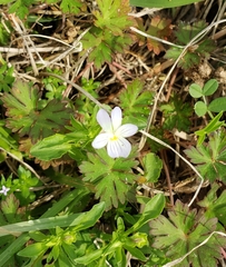 Viola bicolor