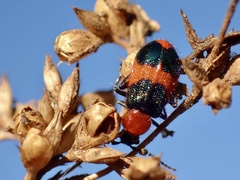 Dicranolaius bellulus