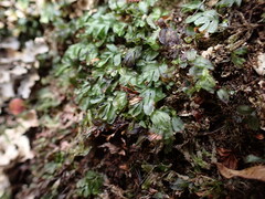 Hymenophyllum minimum