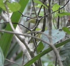 Ornithion semiflavum