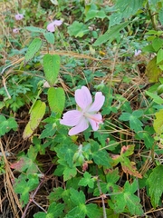 Geranium seemannii