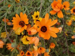 Dimorphotheca sinuata