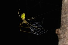 Menneus superciliosus