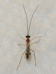 Macrocentrinae