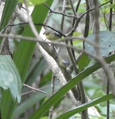 Ornithion semiflavum