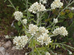 Pseudognaphalium biolettii