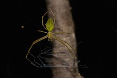 Menneus superciliosus