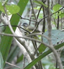 Ornithion semiflavum