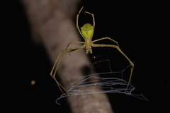 Menneus superciliosus