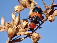 Dicranolaius bellulus