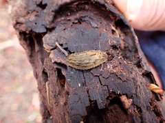Pseudaneitea