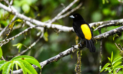 Ramphocelus flammigerus