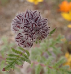 Phacelia hubbyi