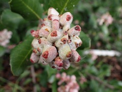 Rhus integrifolia