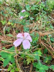 Geranium seemannii
