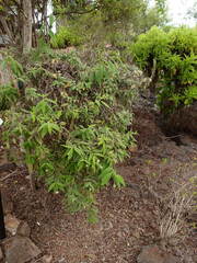 Cryptocarpus pyriformis