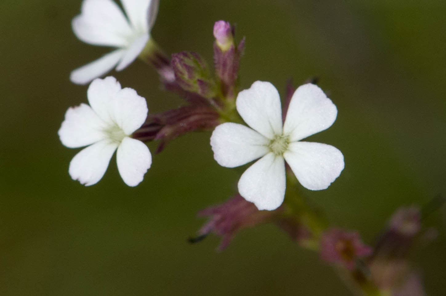 Buchnera pusilla