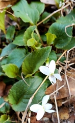 Viola primulifolia