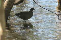Gallinula tenebrosa