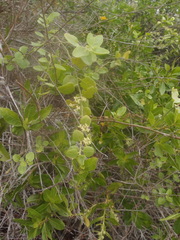 Cryptocarpus pyriformis