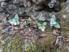 Trillium nivale