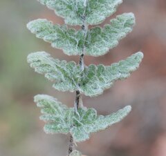Cheilanthes brownii