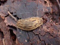 Pseudaneitea