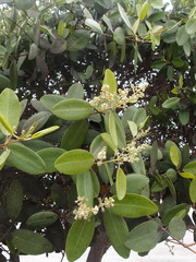 Cryptocarpus pyriformis