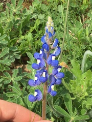 Lupinus subcarnosus
