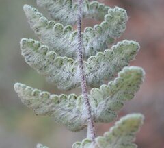 Cheilanthes brownii